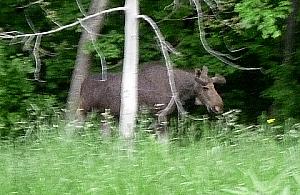 Wywieźli łosia z Bielan. Czy wróci?