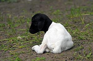 Owieczka somalijska - nowa ulubienica gości ZOO