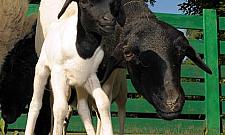 Owieczka somalijska - nowa ulubienica gości ZOO