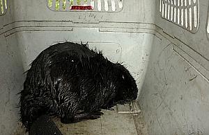 Bóbr utknął przy Płochocińskiej i nie chciał dać się złapać