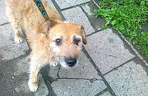 Wybieg dla psów na Kole - fajny pomysł?