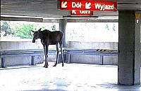 �o� pl�ta� si� po parkingu