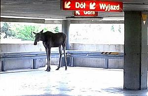 Łoś plątał się po parkingu