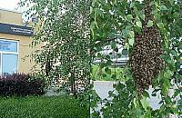 Rój pszczół na Ćmielowskiej niepokoił mieszkańców