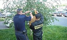 Rój pszczół na Ćmielowskiej niepokoił mieszkańców