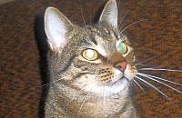 Koty szukają nowego domu. Ich właścicielka zmarła