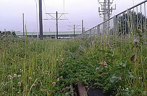 Tramwaj na Tarchomin: były tory, jest łąka