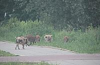 Dzikie śniadanie na trawie przy Strumykowej