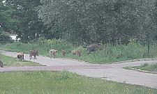 Dzikie śniadanie na trawie przy Strumykowej