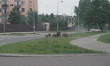Dzikie śniadanie na trawie przy Strumykowej