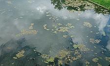 Karma dla kaczek z automatu? Na Kępie Potockiej!