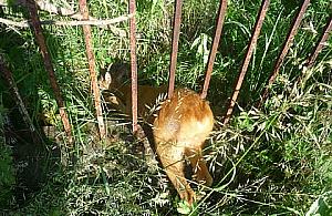 Wólczyńska: jelonek w pułapce!