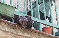 Upał odbiera ludziom rozum. Cierpią zwierzęta