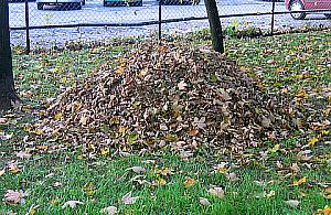 Trawę i liście odwieziesz do 13 punktów