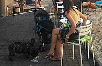 Limoni: lody dla ludzi i... psów zawitały do Legionowa