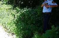 Marihuana rosła sobie na Kunickiego