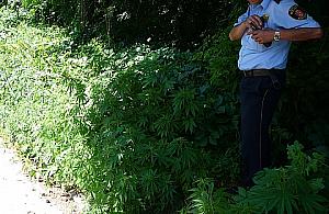Marihuana rosła sobie na Kunickiego