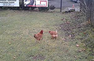 Kury spacerują po Tarchominie