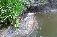 Stawy Brustmana: zarośnięte, zaniedbane. Ale już niedługo?