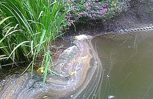 Stawy Brustmana: zarośnięte, zaniedbane. Ale już niedługo?