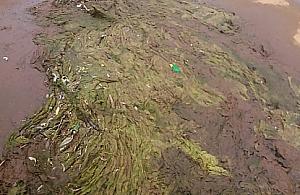 Brud i glony w oczkach wodnych w parku Bródnowskim