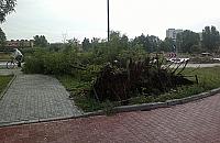 Wywrócone drzewo na Mehoffera