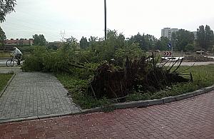 Wywrócone drzewo na Mehoffera