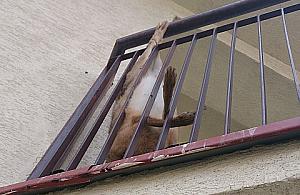 Makabra na Nowodworach: padlina na balkonie