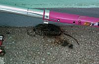 Bajka o szczurze i serze - prosto z Wrzeciona