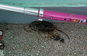 Bajka o szczurze i serze - prosto z Wrzeciona