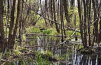 Galeria handlowa w lesie. Dobry pomysł?