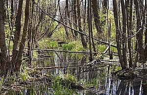 Galeria handlowa w lesie. Dobry pomysł?