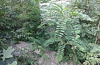 Głowa Świerczewskiego w krzakach na AWF