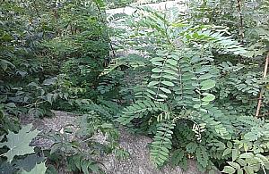 Głowa Świerczewskiego w krzakach na AWF