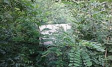 G³owa ¦wierczewskiego w krzakach na AWF