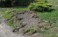 Dziki pohulały na Starym Bemowie