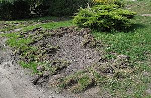 Dziki pohulały na Starym Bemowie