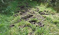 Dziki pohulały na Starym Bemowie