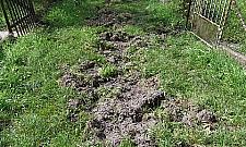 Dziki pohulały na Starym Bemowie