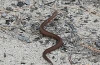 Żmija przywędrowała na Bystrą. Jest się czego bać?