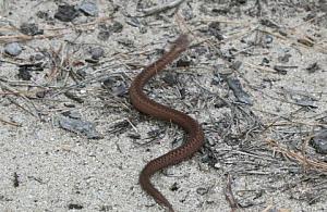 Żmija przywędrowała na Bystrą. Jest się czego bać?