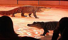 Cyrk przyjechał na Górczewską