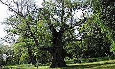 Bemowo świętuje swoje 20-lecie: zobacz plan imprez