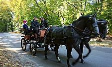 Świętuj ze świętym Franciszkiem i Lasem Bielańskim