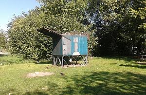 Gołębiologia znad Kanału Bródnowskiego