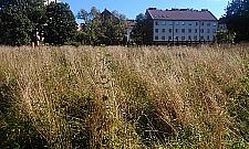 Petofiego: kiedyś bawiły się tu dzieci, a teraz...