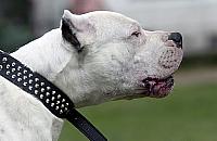 "Złe psy" masowo chodzą po Wrzecionie