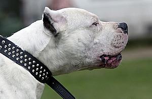 "Złe psy" masowo chodzą po Wrzecionie