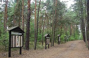 Marsz na spacer do lasu!