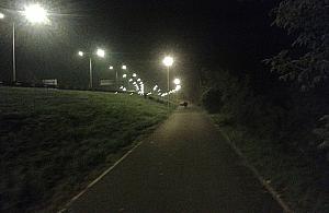 Czytelnik: stada dzików na Nadwiślańskim Szlaku Rowerowym